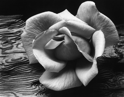Rose on Dritwood - Ansel Adams